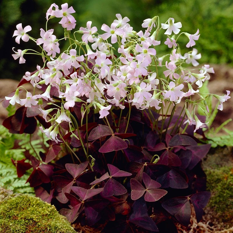 Purple Shamrock - Image 2