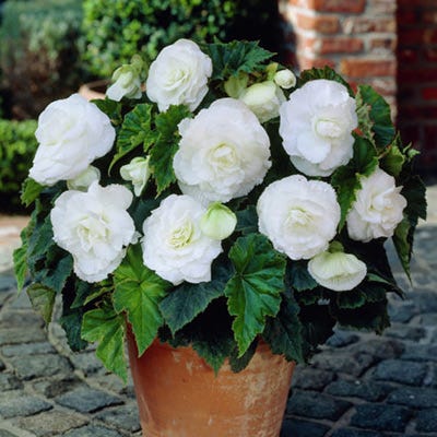 Double White Begonia - Image 3