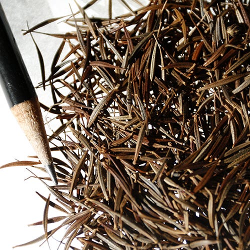 Dwarf Gold Sulphur Cosmos Seeds - Image 4