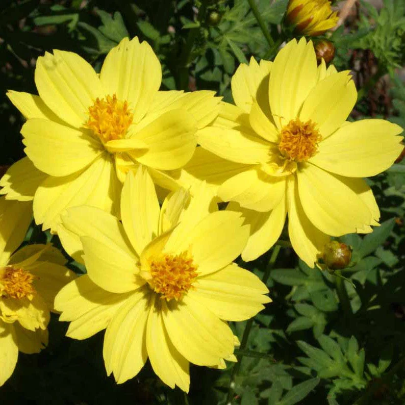Dwarf Lemon Sulphur Cosmos Seeds - Image 2