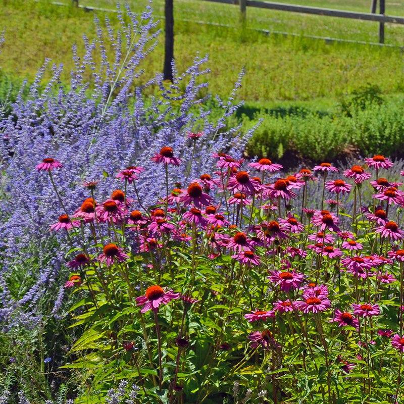 Sun Loving Pre-Planned Garden - Large - Image 3