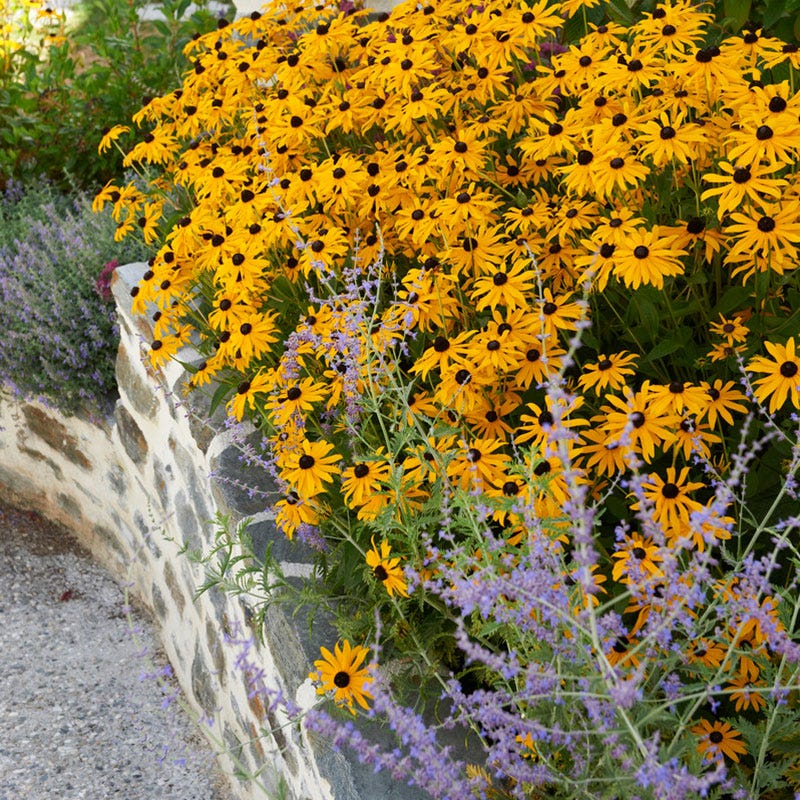 Sun Loving Pre-Planned Garden - Large - Image 4