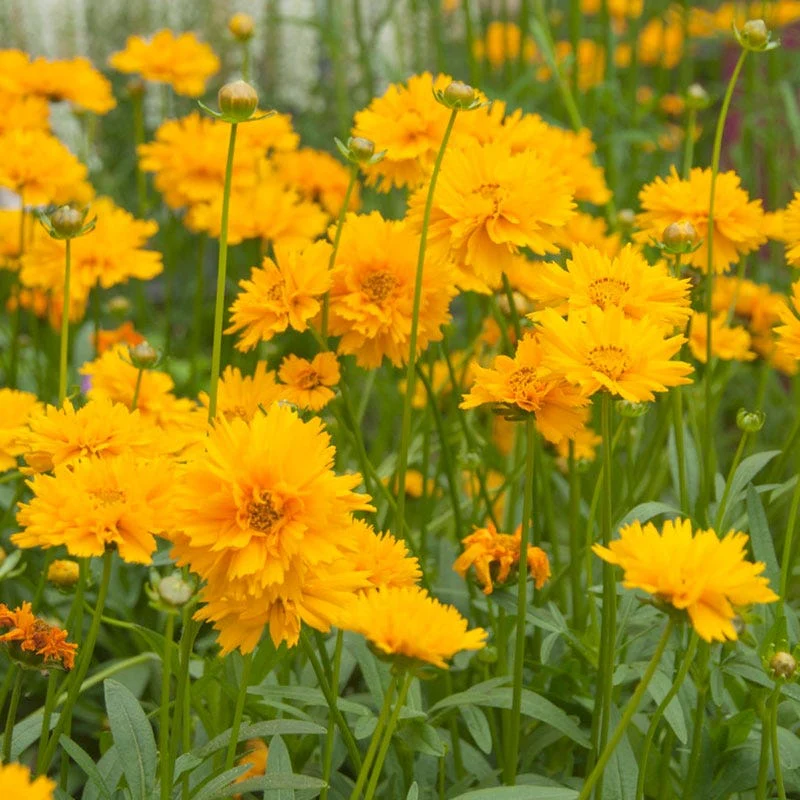 Easy Care Pre-Planned Garden - Image 9