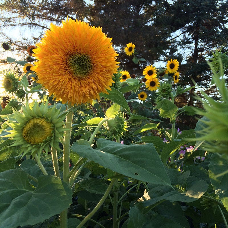Sunflower Seed Mix - Image 3