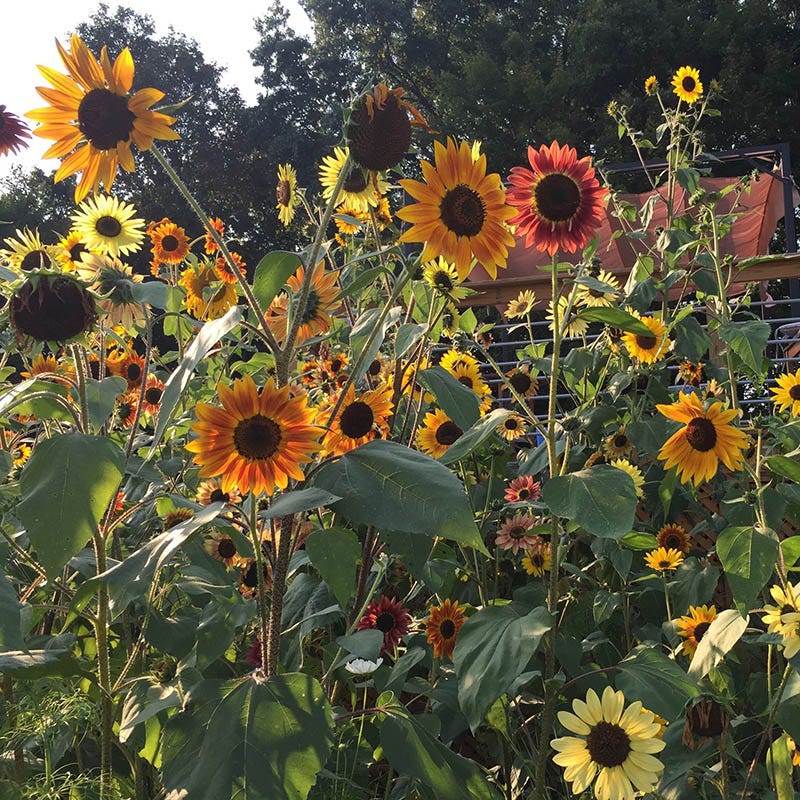 Autumn Beauty Sunflower Seeds - Image 2