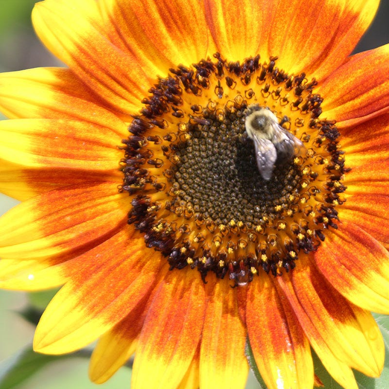 Autumn Beauty Sunflower Seeds - Image 3