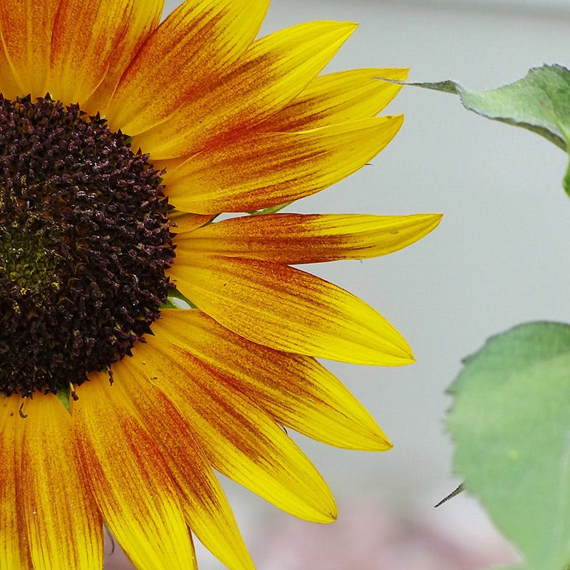 Autumn Beauty Sunflower Seeds - Image 8