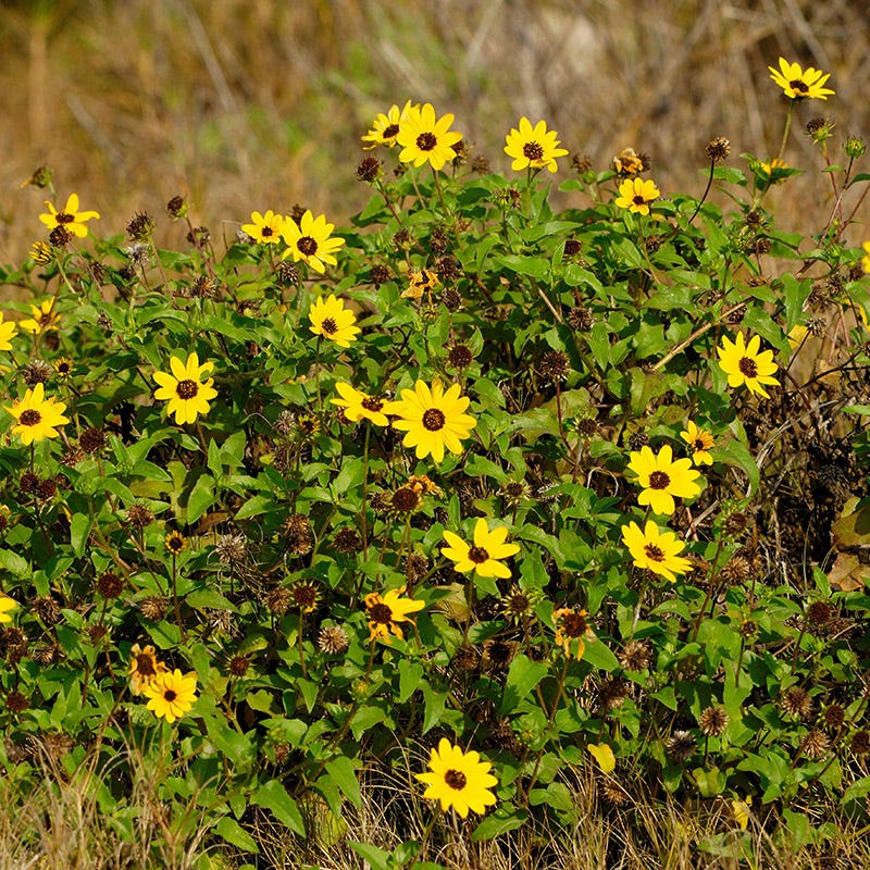 Beach Sunflower Seeds - Image 4