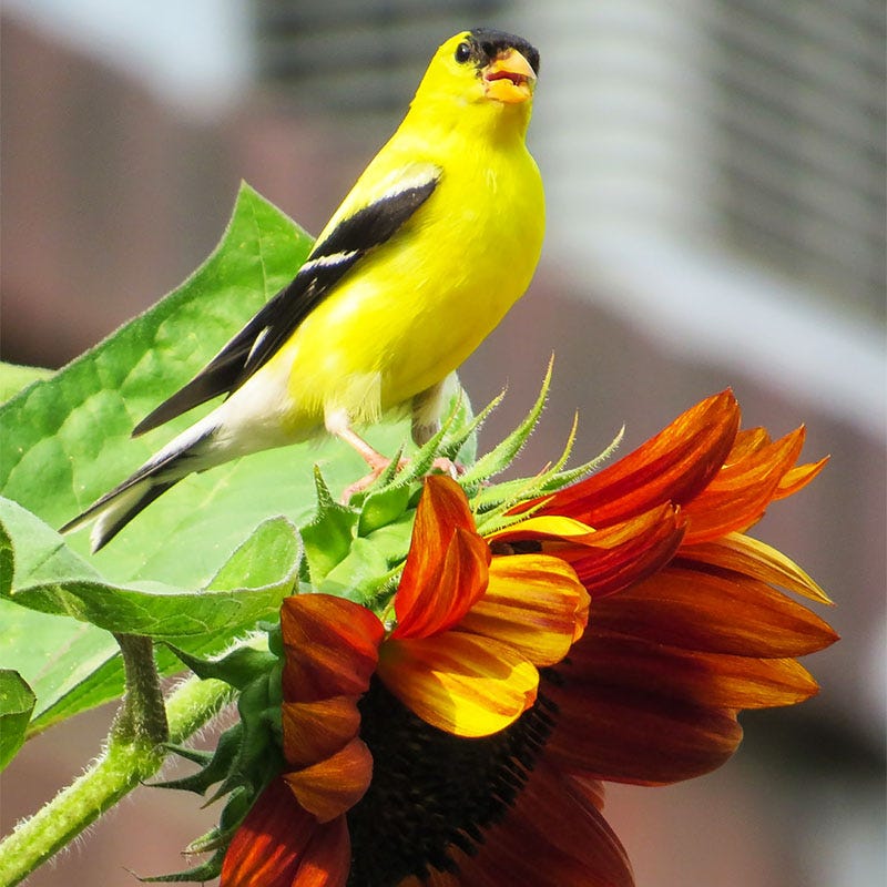 Chocolate Cherry Sunflower Seeds - Image 2