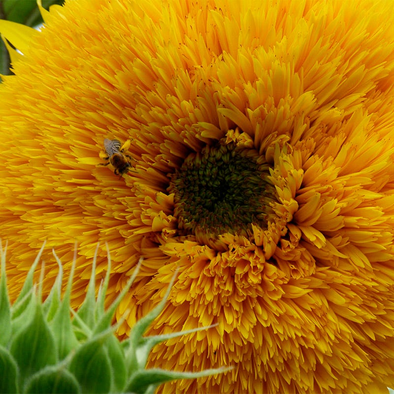 Dwarf Sungold Sunflower Seeds - Image 2