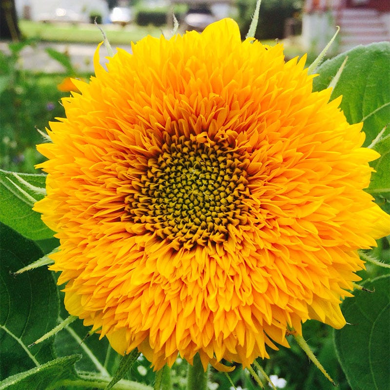 Dwarf Sungold Sunflower Seeds - Image 4