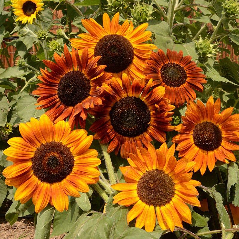Earthwalker Sunflower Seeds - Image 3