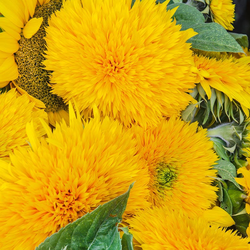 Giant Teddy Bear Sunflower Seeds - Image 4