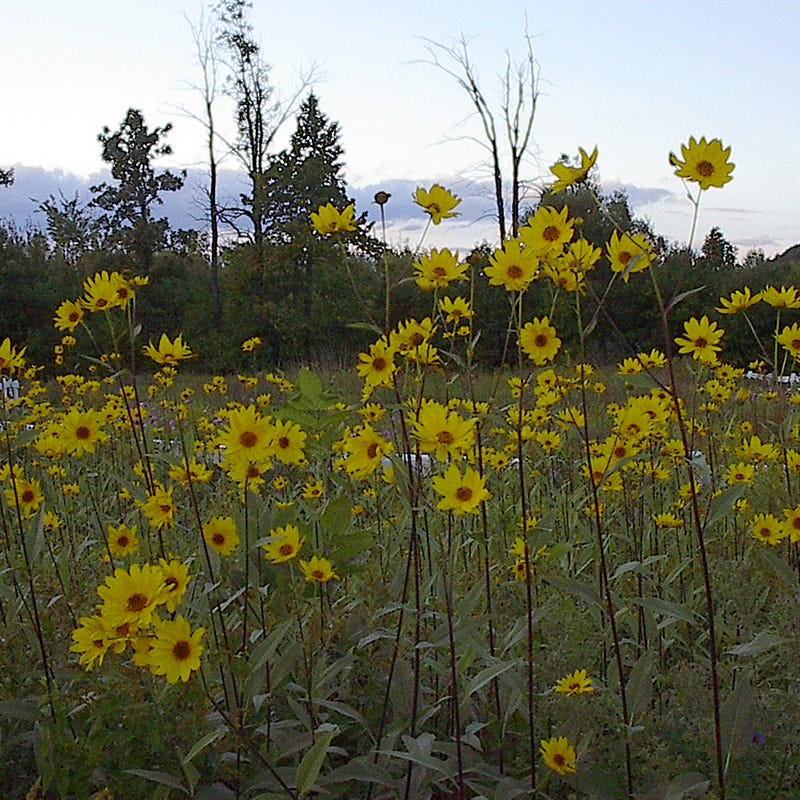 Maximilian Sunflower Seeds - Image 2