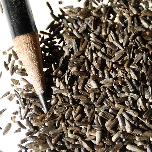 Maximilian Sunflower Seeds - Image 3
