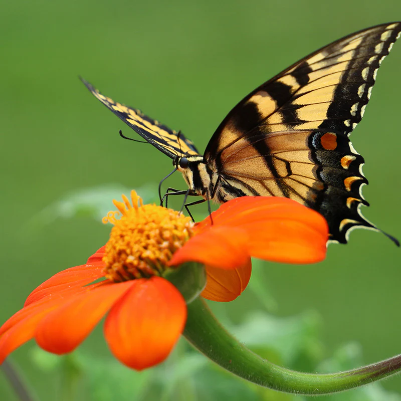 Swallowtail Butterfly Essentials Seed Packet Set - Image 2