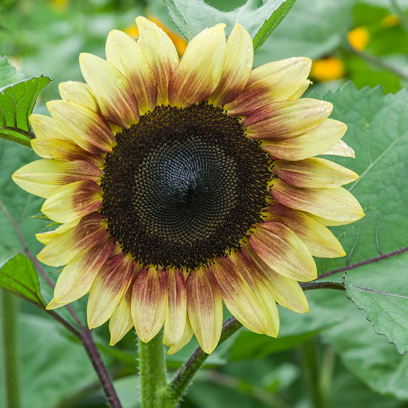 ProCut® Lemon Red Sunflower Seeds