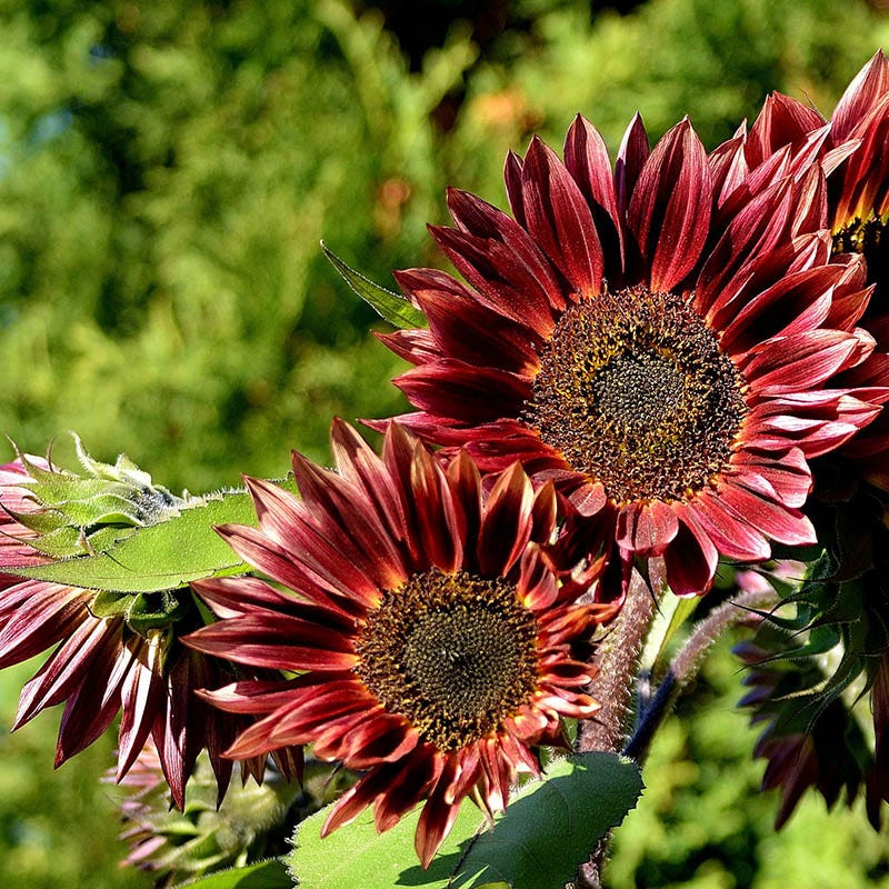 Red Sun Sunflower Seeds - Image 3