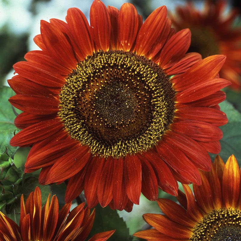 Red Sun Sunflower Seeds - Image 4
