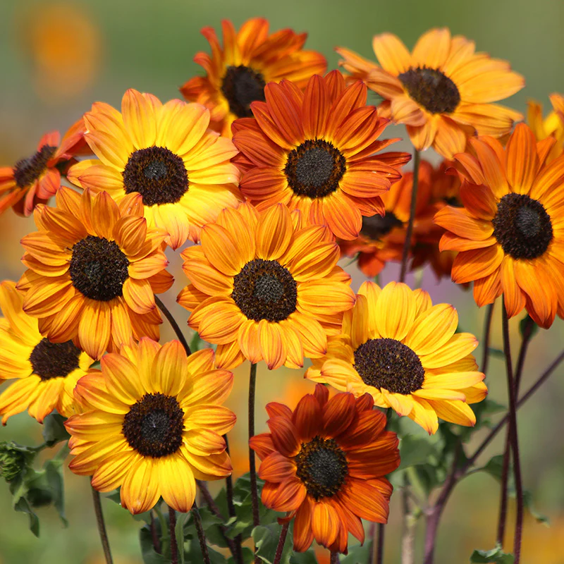 Sunset Serenade Sunflower Seed Packet Set - Image 4