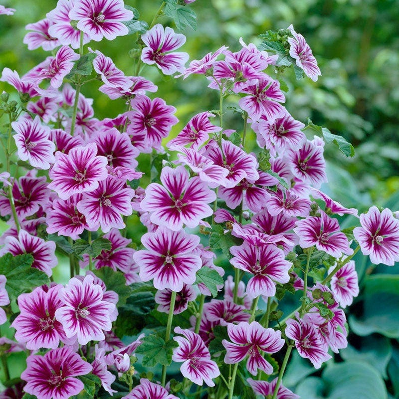 Support Your Pollinators Pre-Planned Garden - Image 13