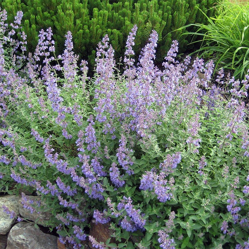 Summer Long Blooms Pre-Planned Garden - Image 14