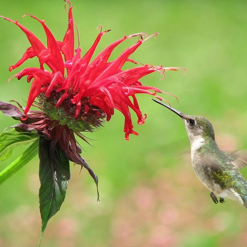 Support Your Pollinators Pre-Planned Garden - Image 5
