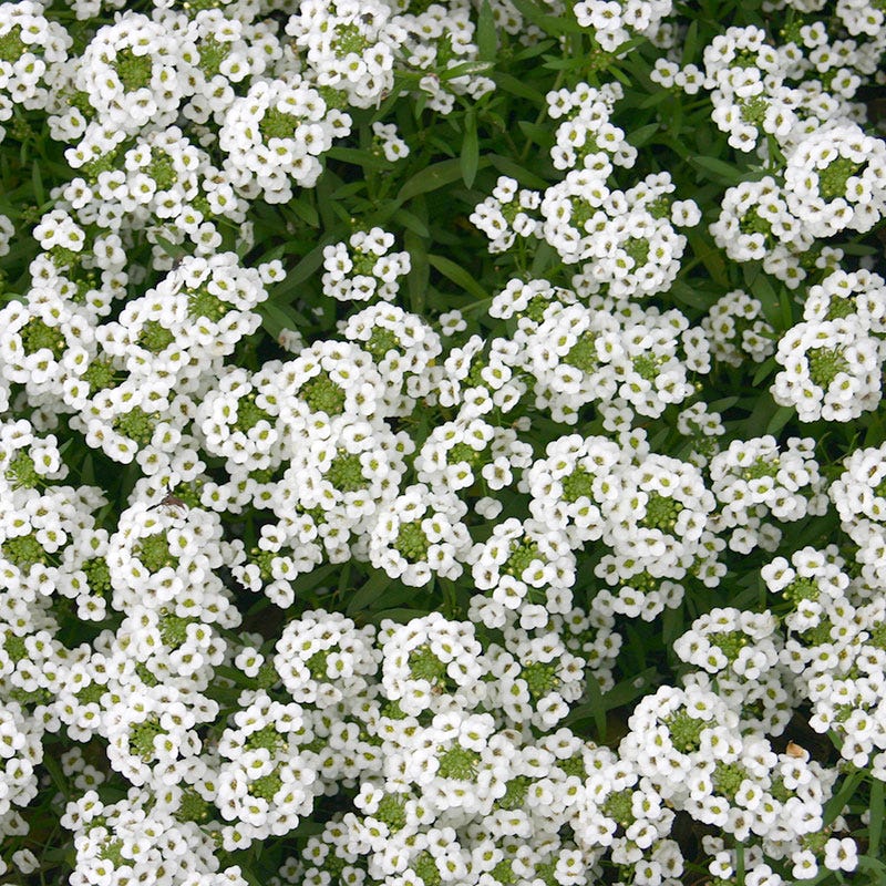 Sweet Alyssum Seeds - Image 2
