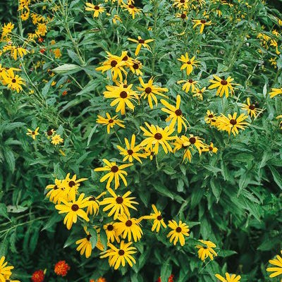 Sweet Black Eyed Susan Seeds - Image 2