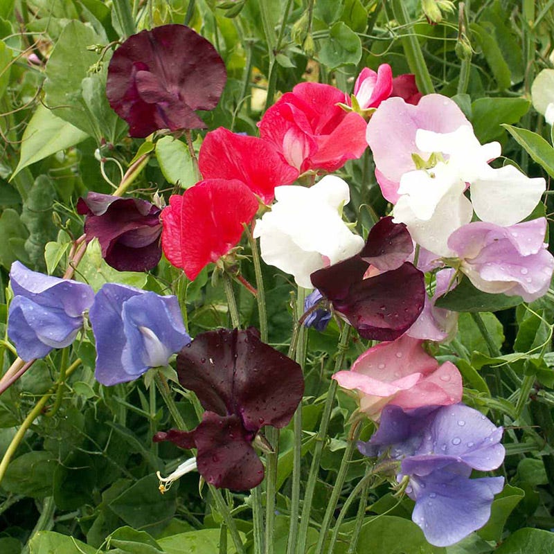Sweet Pea Seeds - Image 3