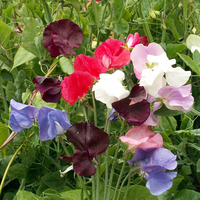 Royal Family Sweet Pea Seeds Mix - Image 2