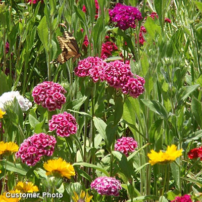 Sweet William Seeds - Image 3