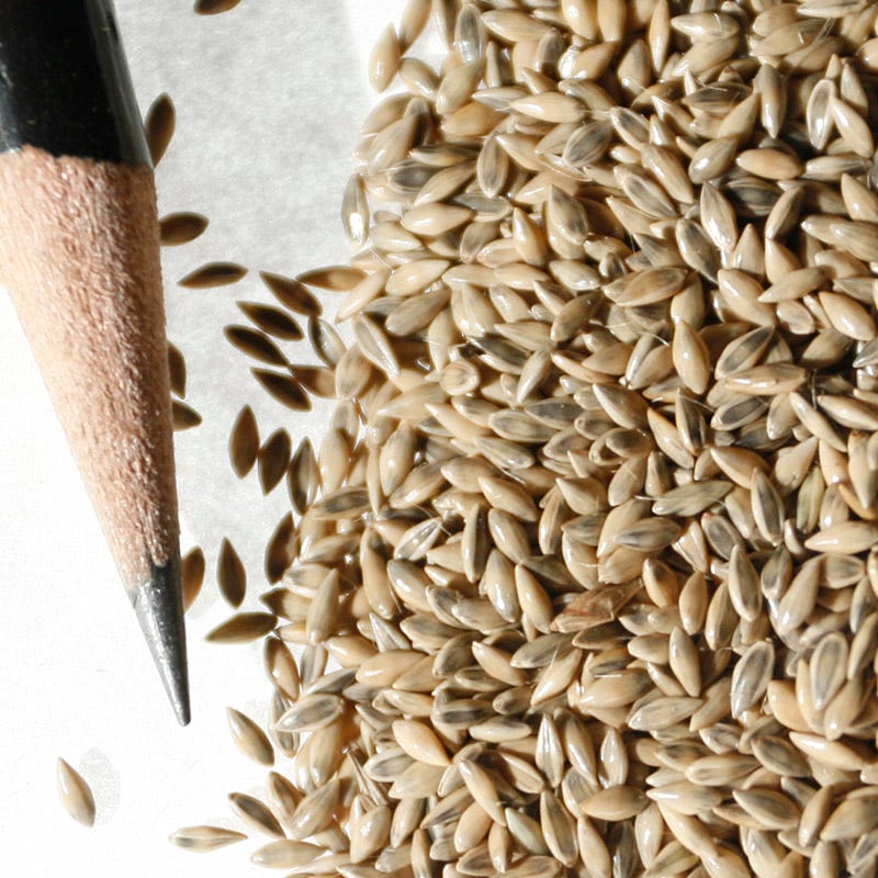 Switchgrass Shelter Seeds - Image 3