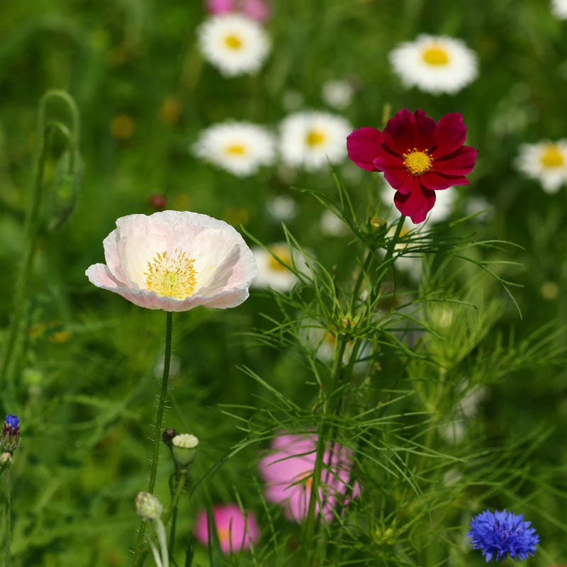 Texas & Oklahoma Select Wildflower Seed Mix - Image 2