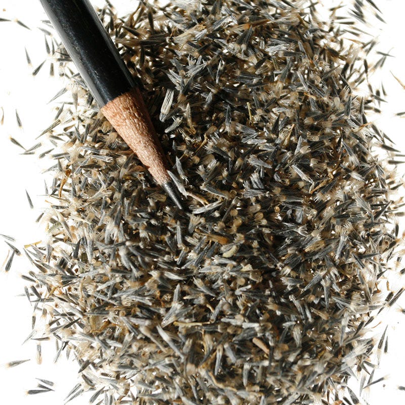 Tidy Tips Seeds - Image 5