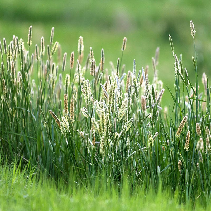 Timothy Grass Seeds - Image 2