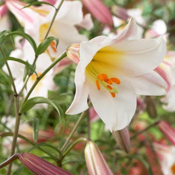 Regale Trumpet Lily Bulbs - Image 2