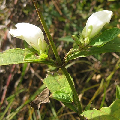 White Turtlehead Seeds - Image 2
