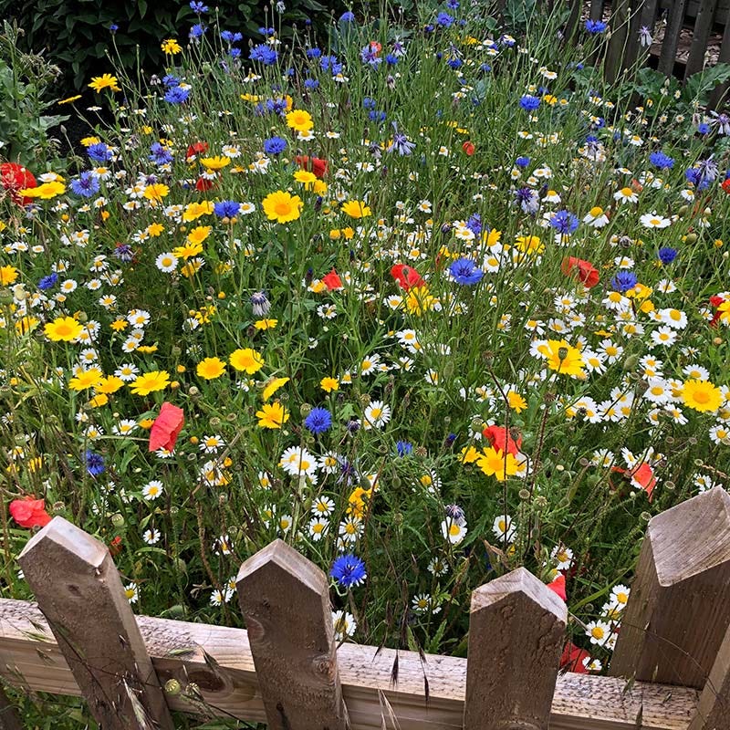 Value Bulk Wildflower Seed Mix - Image 3