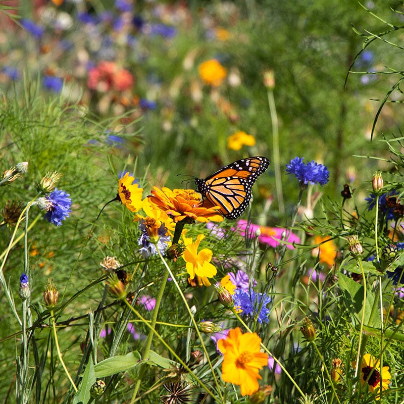 Value Bulk Wildflower Seed Mix - Image 5