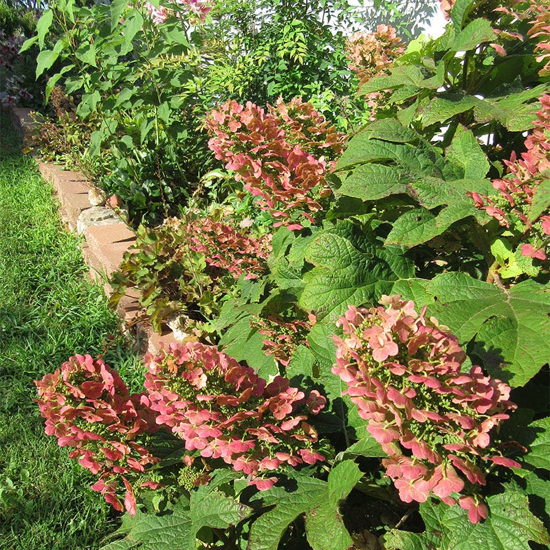 Vibrant Shade Pre-Planned Garden - Large - Image 11