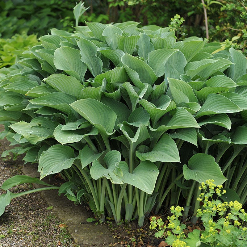 Vibrant Shade Pre-Planned Garden - Small - Image 9