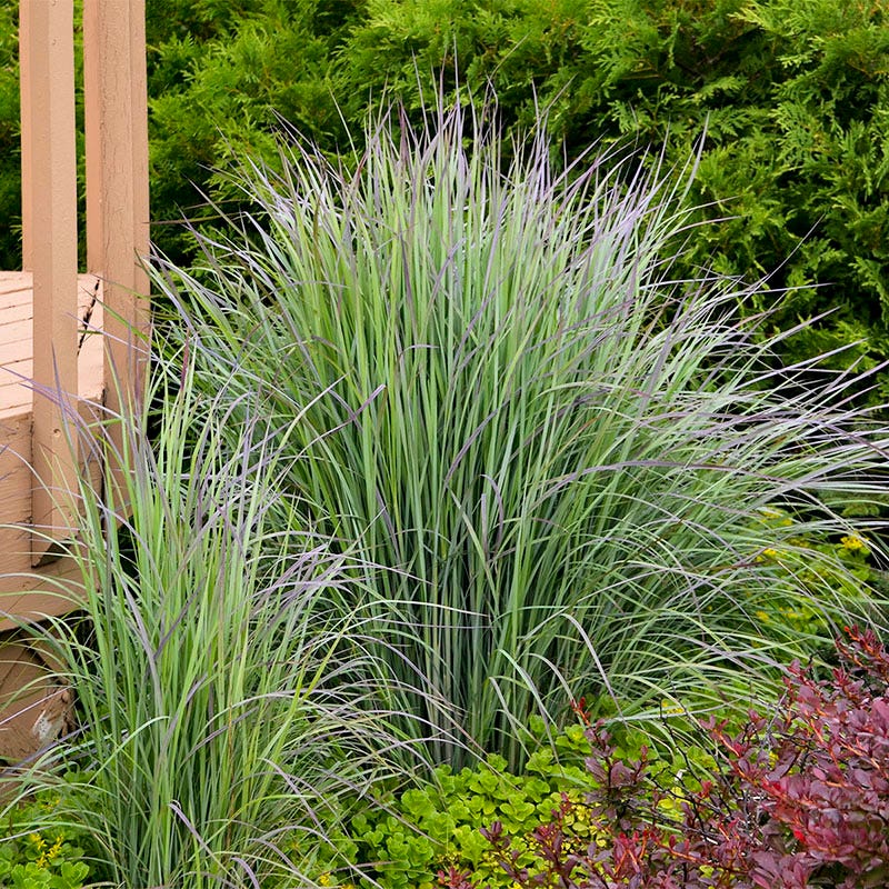Violet Dreamscape Pre-Planned Garden - Image 5