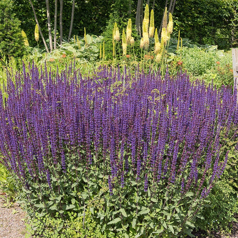 Violet Dreamscape Pre-Planned Garden - Image 7