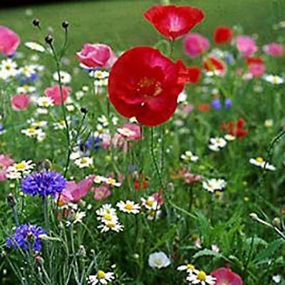 We Appreciate Your Business Seed Packet - Image 4