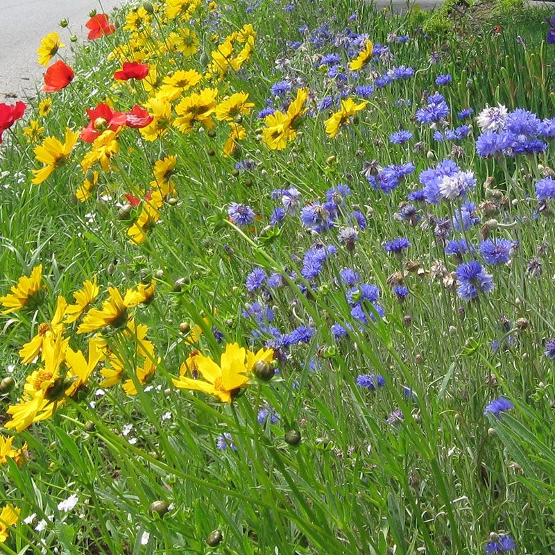 West Select Wildflower Seed Mix - Image 3