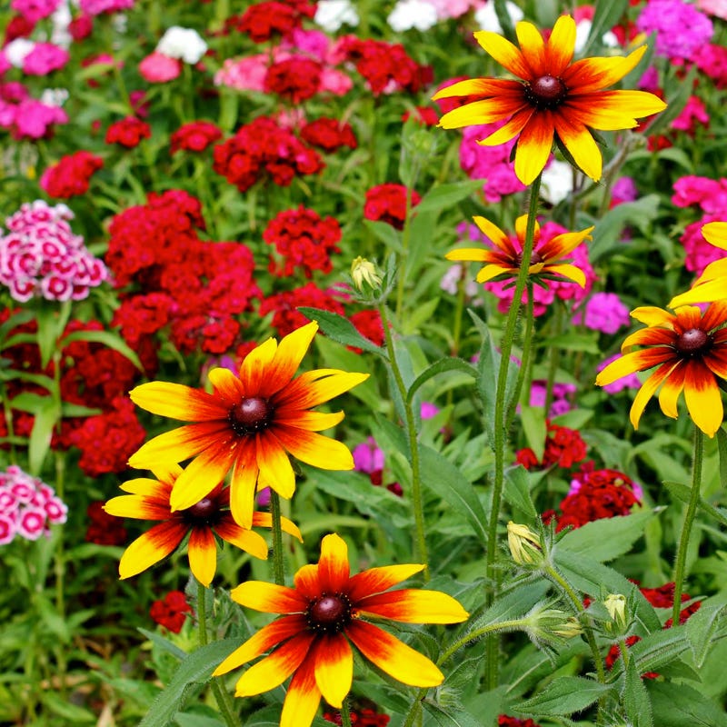 Western Pollinator Wildflower Seed Mix - Image 8