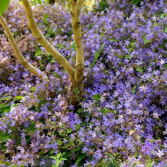 Whimsical Pre-Planned Garden - Image 3
