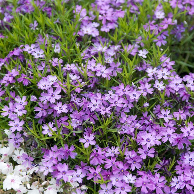 Drought Tolerant Pre-Planned Garden - Image 7