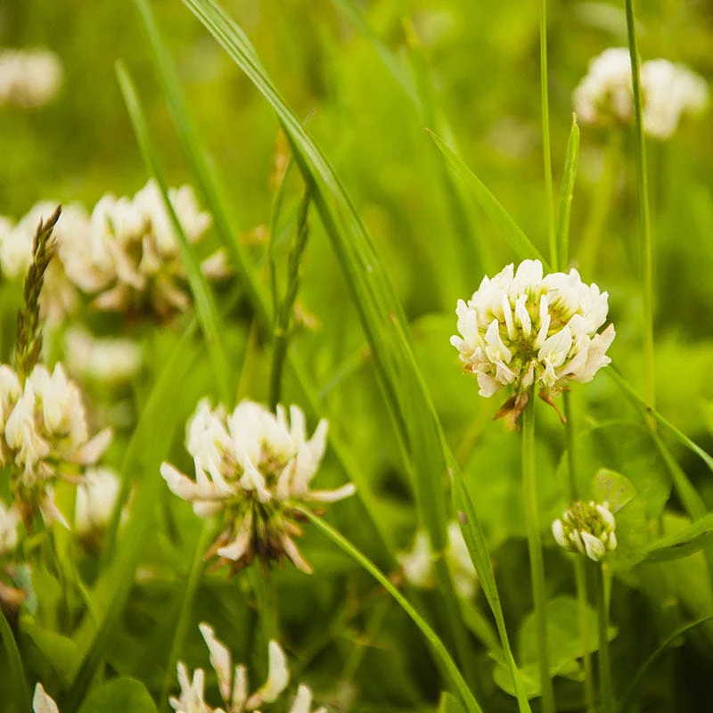 White Clover Seeds - Image 4